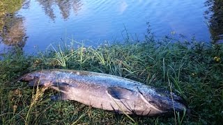 Fishing for Summer Salmon Chinook in Oregon [upl. by Woll]