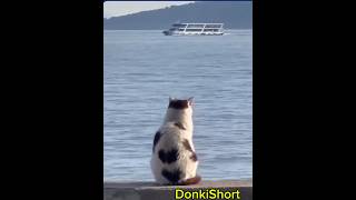 Bu kedi nereye bakıyor kedi reels shorts tiktok viralshorts top10 comedy keşfet love [upl. by Klingel770]