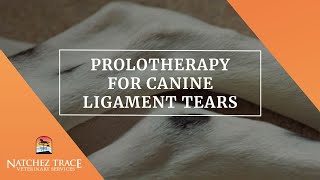 Watch Procedure  Prolotherapy for Canine Ligament Tears  Marc Smith DVM [upl. by Lugo]