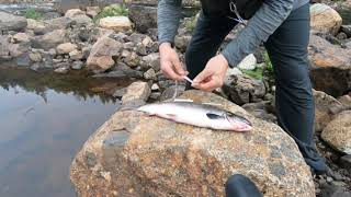 Fly Fishing For Newfoundland Atlantic Salmon Episode 30 [upl. by Asilahs]