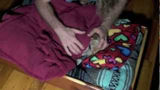 How To Put A Dachshund To Bed  Good Night Sweet Martin [upl. by Idnerb]