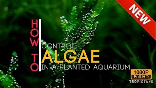 Algae Control [upl. by Ellehciram148]