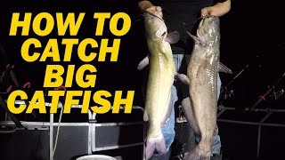 How to catch flathead catfish with live bait  Fishing for channel catfish with shad [upl. by Grant]