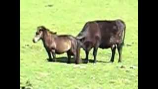 Cow licking miniature Shetland pony [upl. by Arber787]