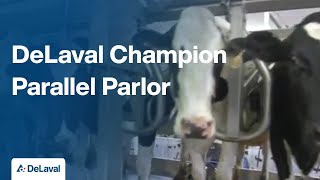 DeLaval Champion Parallel Parlor [upl. by Yuht977]