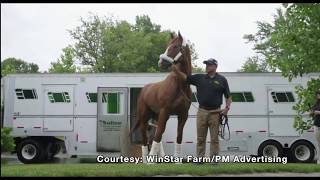 Triple Crown Winner Justify Arrives At WinStar Farm [upl. by Haymes707]