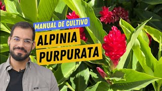 ALPINIA PURPURATA Plantio adubação poda e controle de pragas [upl. by Emilee510]