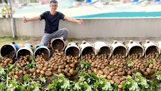 No Need To Buy Potatoes Anymore Secrets To Triple Potato Yield At Home [upl. by Abdu]