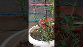 medicinal plant Ammannia baccifera herbal nature shortsfeed viralvideos videos flowers [upl. by Gesner]