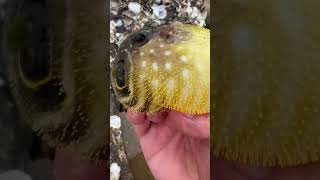 Puffer fish Inflates 👁️👄👁️ amazing dailydose [upl. by Ronica]