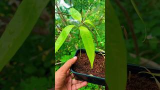 Growing lychee plants from seeds shorts garden [upl. by Soble]