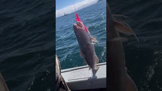 Fishing Alaska Cod fishing viral trending alaska outdoors shorts fyp [upl. by Story]