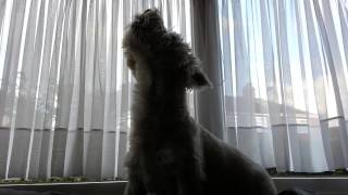 Westie dog singing  howling to the phone [upl. by Sedlik]