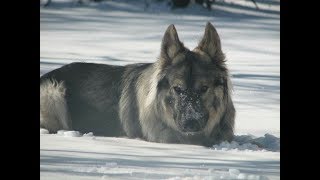 American Alsatian Dog [upl. by Bert]