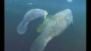 Manatee Video  1 [upl. by Celia]