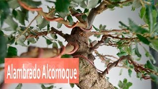 Alambrado Alcornoque  Modelado  Bonsai Colmenar [upl. by Hartley144]