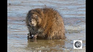 Cri du rat musquéSound of Muskrat [upl. by Irma]