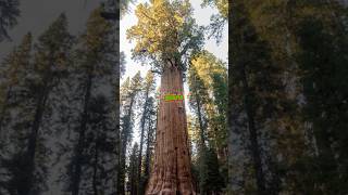 This tree’s🌲379 ft tall  Facts you didn’t know🤔 tree hyperion redwood facts ai [upl. by Augusta]