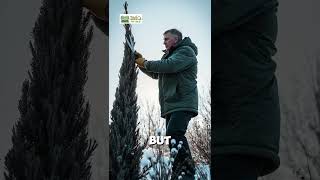 Emerald Green Arborvitae 🌲  Quick Growth amp Care Tips  Twig Terrace [upl. by Ramos]