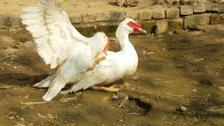 Muscovy Duck Mating  Ducks Mating [upl. by Airual378]