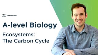 Ecosystems The Carbon Cycle  Alevel Biology  OCR AQA Edexcel [upl. by Siskind]