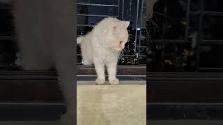 Tale dance shortsfeed dance funnycomedy shortvideo shorts cat 4k catlover cute shortvideo [upl. by Rawdon]