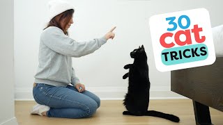 30 Tricks To Teach Your Cat [upl. by Voleta]