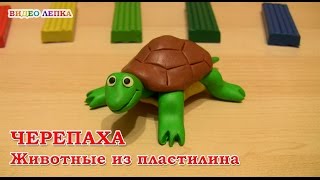 ЧЕРЕПАХА  Лепим из пластилина  Видео Лепка [upl. by Ecenaj]