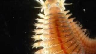 Alitta succinea Nereis polychaete [upl. by Naahsar]