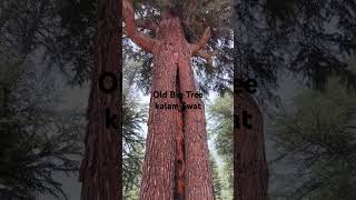 Big Old Tree in Kalam  Swat Valley  youtubeshorts nature trees swatkalam [upl. by Donahue]