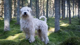 Soft Coated Wheaten Terrier 101 Temperament Appearance Training Health and lifespan [upl. by Noivart]