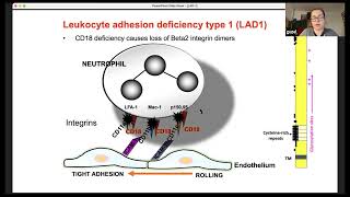 Leukocyte adhesion deficiency [upl. by Ynnig]