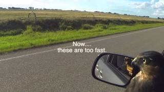 Car hawking video 16 FAT HAWK falconry Sharp shinned hawk [upl. by Sucy]