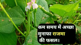 राजमा की खेती 38 दिन में 🌿 rajma ki kheti ki puri jankari 🌿 Rajma farming in Hindi [upl. by Navoj149]