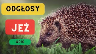 Jeż odgłosy i opis 🦔 Jak robi jeż Jak wygląda jeż 🦔 Dźwięk jeża 🦔 [upl. by Leorsiy]