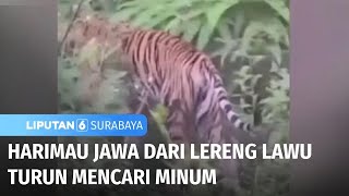 Harimau Jawa dari Lereng Lawu Turun Mencari Minum  Liputan 6 Surabaya [upl. by Star]