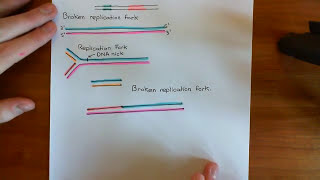 Homologous Recombination for Replication Fork Reactivation Part 1 [upl. by Ailimac]