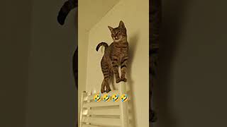 Miaow Miaow Meow🤣🤣kitten funny [upl. by Ehtylb]