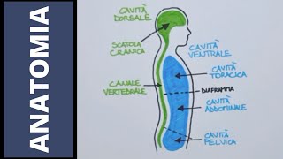 Tessuti organi apparati e sistemi [upl. by Mcdade]