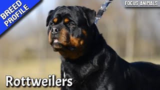 The Rottweiler Best Breed Ever [upl. by Karel]