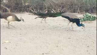 Amazing Peacock and Peahen [upl. by Allecsirp353]