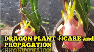 Dragon plant care and propagation All about Dragon plant care and tipsdragon fruityoutubevideomy [upl. by Albertson]