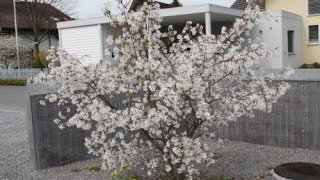 Amelanchier Canadensis [upl. by Rotsen]