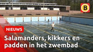 Das pas een grote schoonmaak Zwembad Wolfslaar wordt klaar gemaakt voor de zomer [upl. by Nebe]