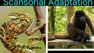 ARBOREAL ANIMAL  SCANSORIAL ADAPTATION  ECOLOGICAL ADAPTATION  features of arboreal animals [upl. by Bena530]