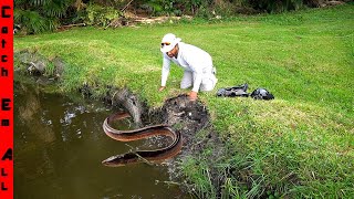 GROUP of INVASIVE FISH WALKED on DRY LAND to DESTROY MY POND [upl. by Cida]