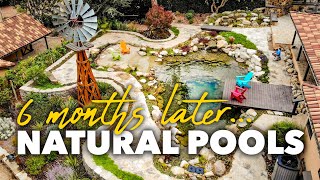 6 Months Later NATURAL POOLS Using Biological Filtration  Aquascape Recreation Swim Ponds [upl. by Illona]