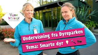 Undervisning fra Dyreparken Smarte dyr 💡 🔨 🐜 [upl. by Junji]