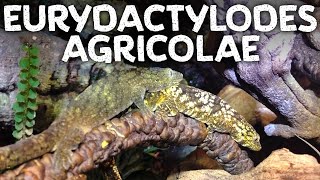 Eurydactylodes agricolae [upl. by Gnuy]