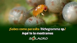 Trichogramma sp  LA PARASITADORA DE INSECTOS PLAGA [upl. by Conard]